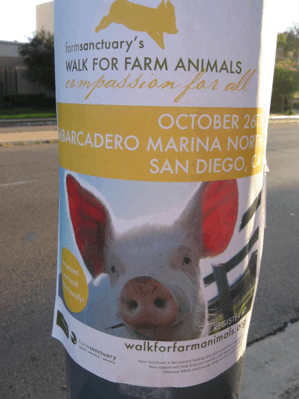 animal rights poster features cute pig