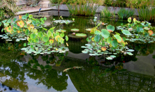 bright color in balboa park lily pond
