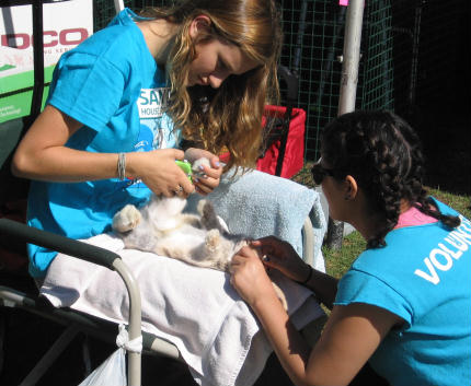 girls at bunnyfest clip nails of rabbit