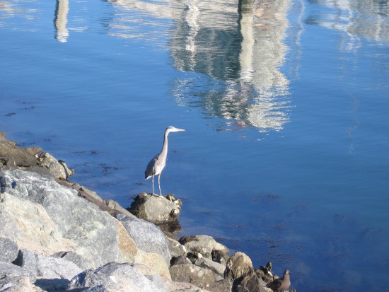 Heron stands on rocks beside San Diego Bay.