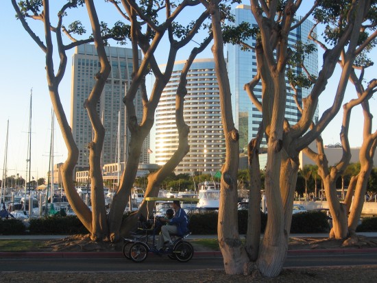 San Diego bayfront hotels seen through trees.