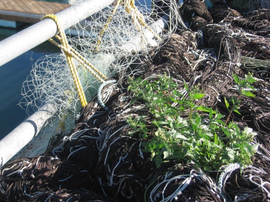 A large weed grows out of old nets on a working pier.