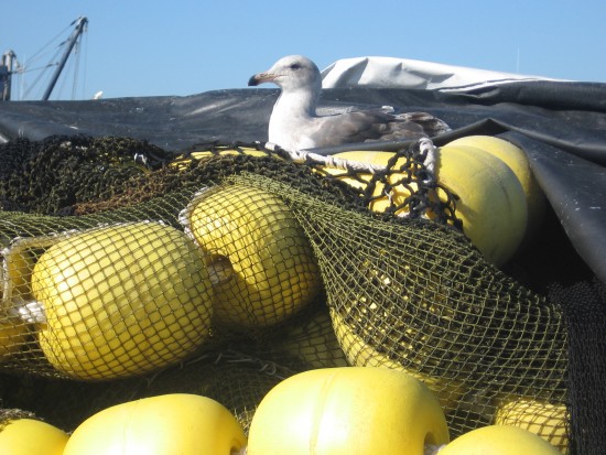 Gull relaxes atop pile of yellow floats on pier.