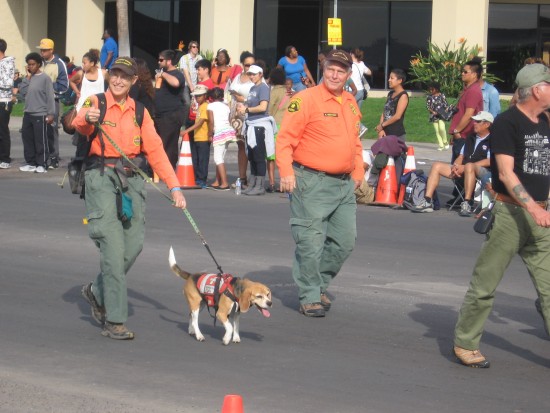 This cute little dog is a member of law enforcement.