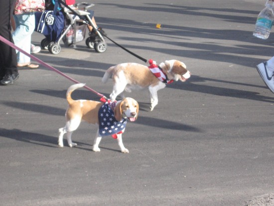 Pooches with American flag bandanas.