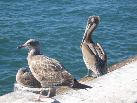 Pelican and gulls on the edge of Tuna Harbor Pier.