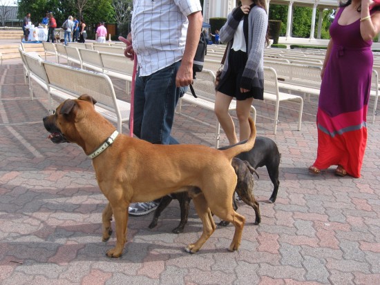 A few early arrivals at the Spreckels Organ Pavilion.