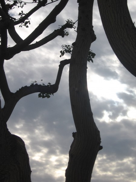 Tall trees reach up into the San Diego sky.