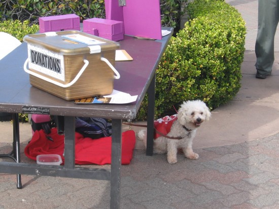 Friendly pooch near Spreckels Organ Society donation box.