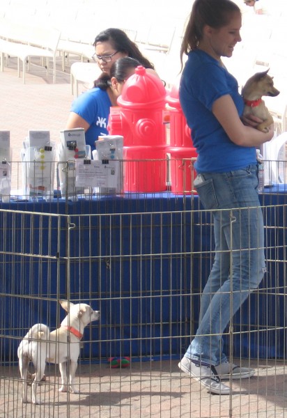Lovable dogs await adoption at Bark in the Park.