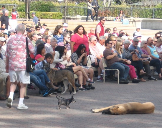 Great dane takes a nap while a huge crowd gathers.