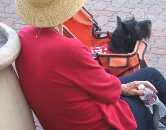 A baby stroller makes a prime seat for the big event.