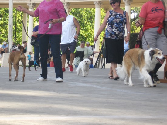 The eighth annual parade of dogs in front of the organ begins!