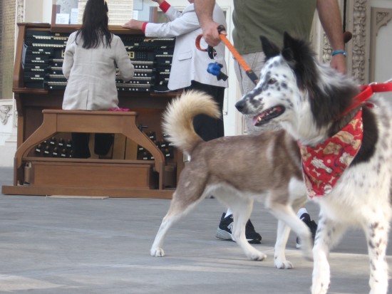 Dr. Carol Williams plays a march as pooches pass by.