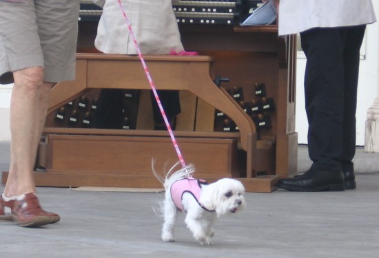 A dainty dog in pink enjoys fame on the big stage.