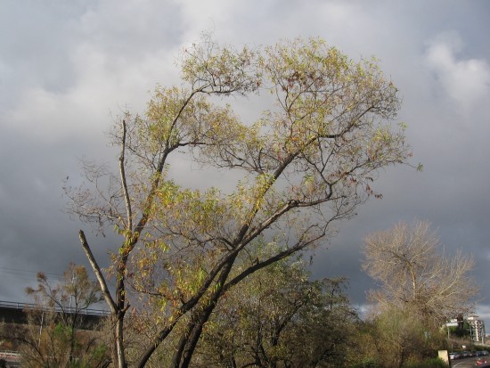 Tree by San Diego River beneath passing rain clouds.