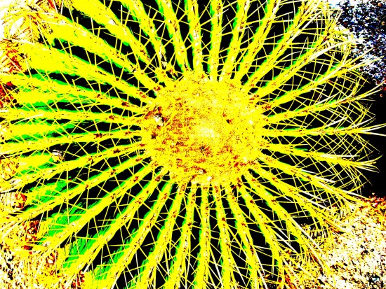 Barrel cactus photo with super high contrast applied.