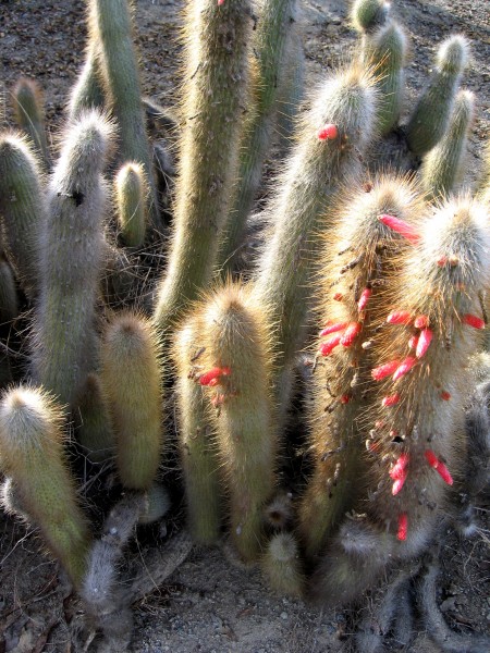 Fuzzy cactus with red thingamajigs attached.