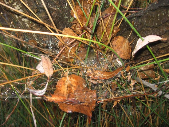 Rain on fallen leaves, a spider's web and stems.