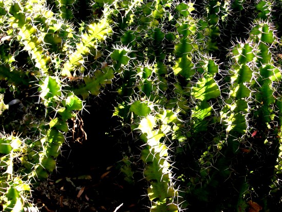 Slightly altered pic of jagged cactus in Balboa Park.