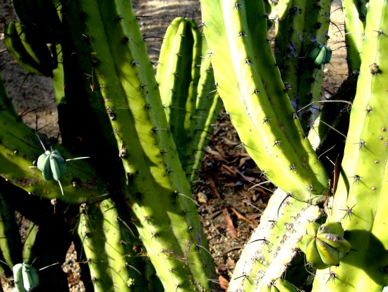 Sunlight amplified on green cactus in Balboa Park.