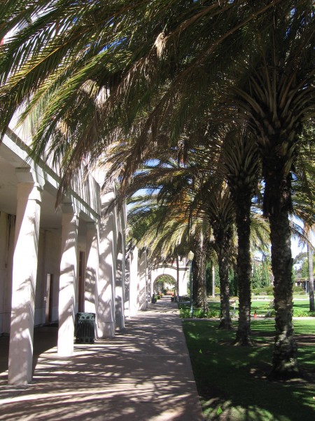 Palm trees line courtyard behind Balboa Park's Administrative Building.