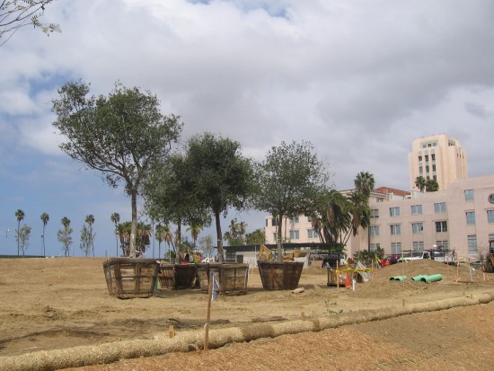 Trees ready for planting in new park on Embarcadero.