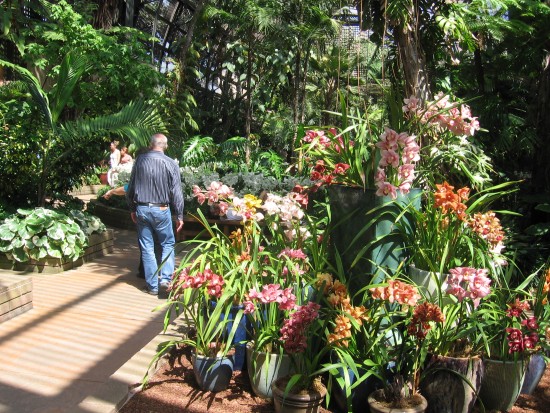 People walk through the huge, lush botanical collection.