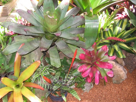 Hundreds of different plants and endless beauty.