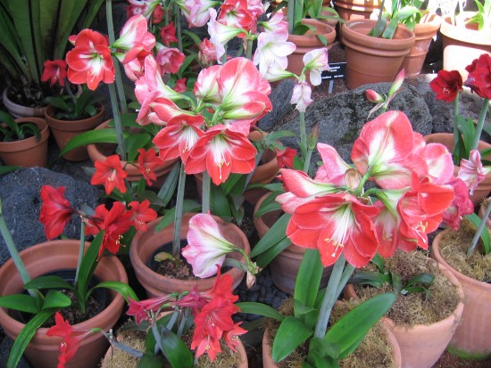 Lots of cheerful, colorful Hippeastrum hybrids.