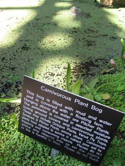 Bare carnivorous plant bog isn't yet in season.
