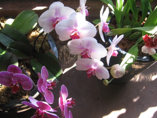 Delicate beauty on display for anyone to see.