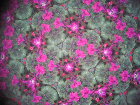 Mirrors of kaleidoscope turn flower blooms into art.