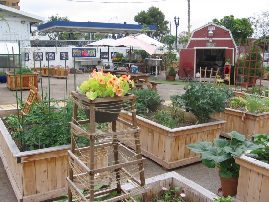 An educational community garden in the concrete jungle.