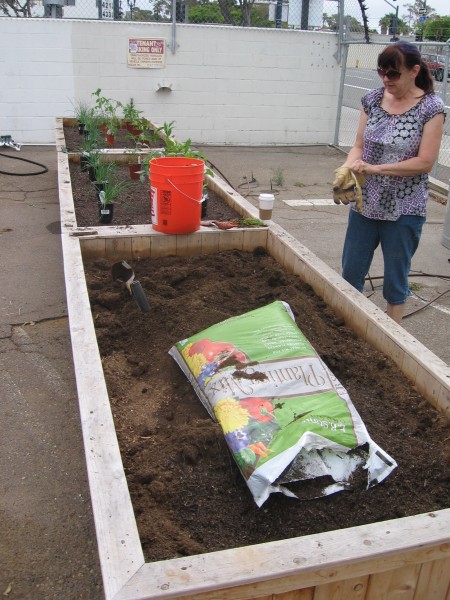 New beds where salsa ingredients will be grown.