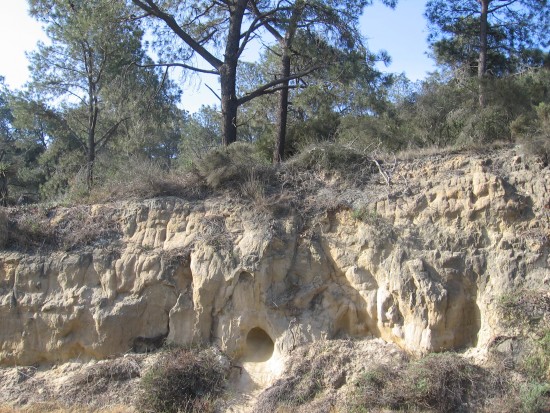 Torrey pines stand atop eroded sandstone cliffs.