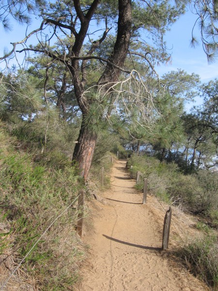 Trail passes under many endangered Torrey pines.