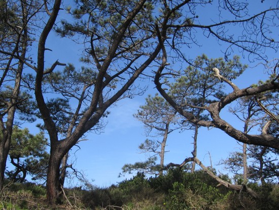 Twisted branches of Torrey pines in the State Reserve.