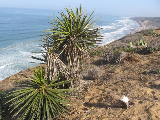 Mojave yucca grow beside amazing trail at edge of steep cliff.