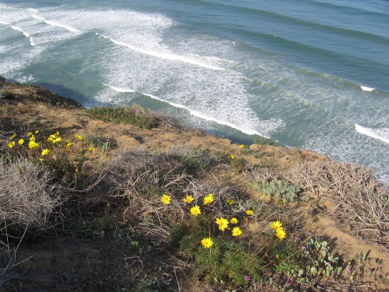 Yellow sea dahlias high above foaming breakers.