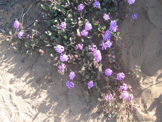 Pink sand verbenas add bright color to a beautiful walk.