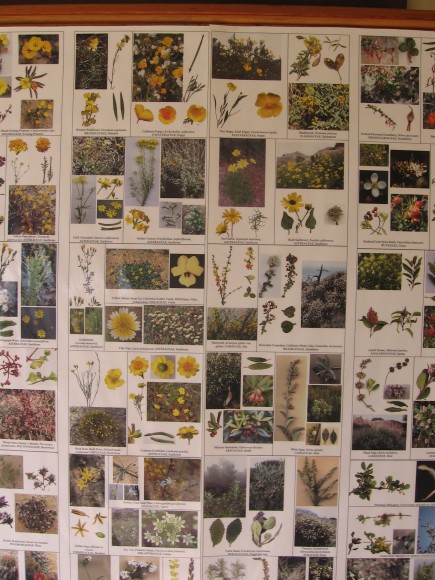 Portion of large sign outside describing coastal flowers.