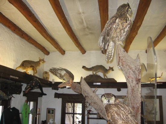 Interior of Lodge is a museum and visitor center.