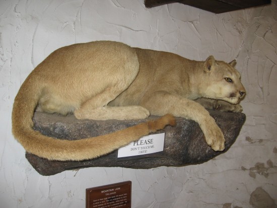 Mountain lion patiently watches visitors to the Lodge.