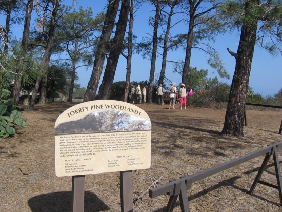 Sign behind Lodge describes Torrey pines woodlands.