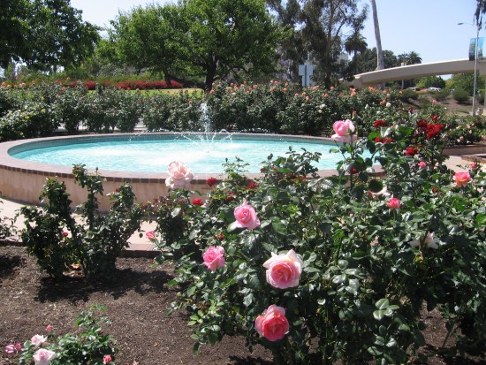 A fountain among the roses.