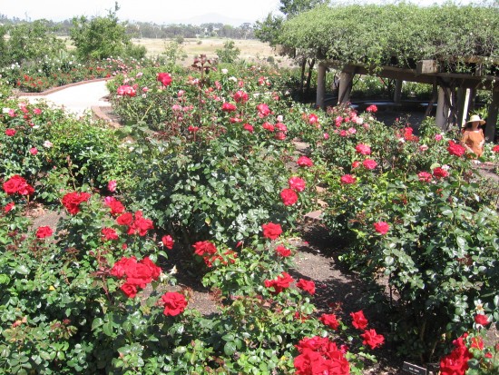 Hundreds of roses surround a large, shady gazebo.
