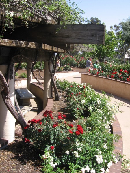 Path near the edge of rose garden's gazebo.