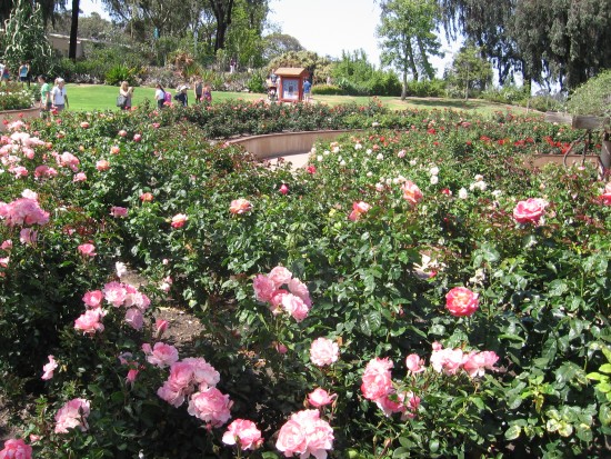 Mother's Day at the Balboa Park rose garden.