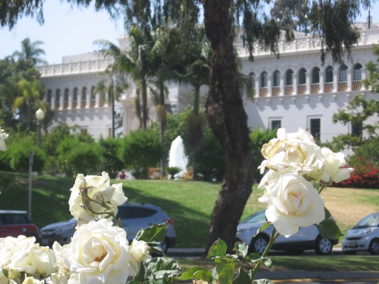Looking over white roses at the Natural History Museum.